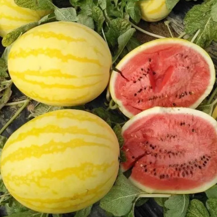 【黄皮红瓤西瓜种子】早熟春播庭院阳台种植超甜西瓜种籽四季播种商品图