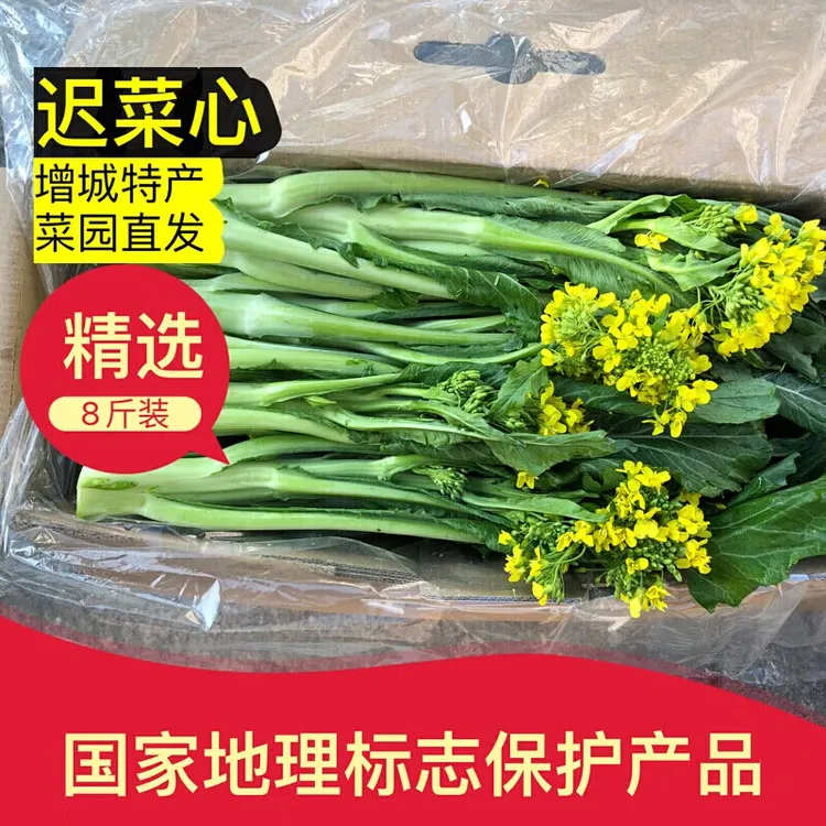 增城迟菜心现切现发精选净心装顺丰配送国家地理标志保护产品