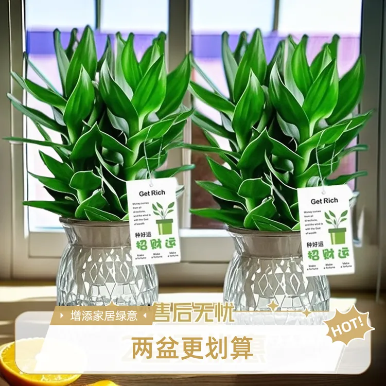 【2盆更划算】水培观音竹水养富贵竹四季常青绿植物送树脂盆好养
