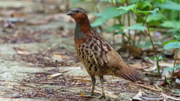 鸟叫声欣赏mp3音频，竹鸡训口音，教学专用竹鸡mp3叫声