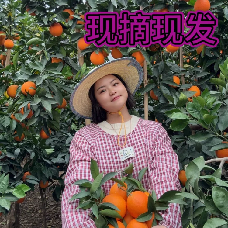 【产地现摘】正宗雷波脐橙 新鲜水果可吃现摘应季果园直发带枝叶