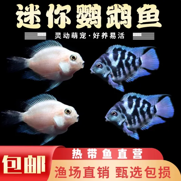 迷你鹦鹉鱼活体鱼观赏鱼小型淡水热带鱼苗宝蓝白金鹦鹉可繁殖种鱼