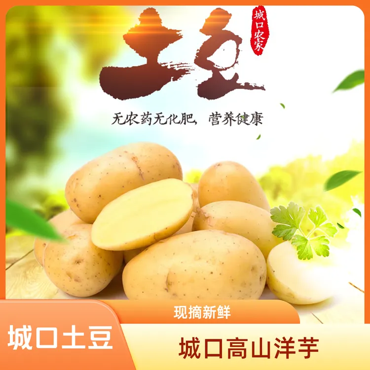 城口新鲜2025高山黄心土豆洋芋马铃薯软糯粉面营养美味