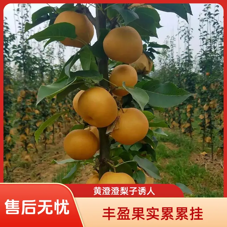 秋月梨树果苗嫁接苗翠冠梨砀山梨苗雪梨香梨树苖特大庭院种植活苗