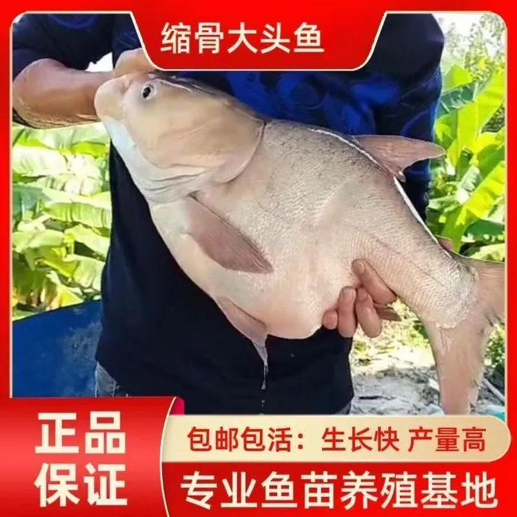 【假一赔十】缩骨大头鱼缩骨花鲢鱼缩骨鱼鳙鱼雄鱼淡水活体水族观赏