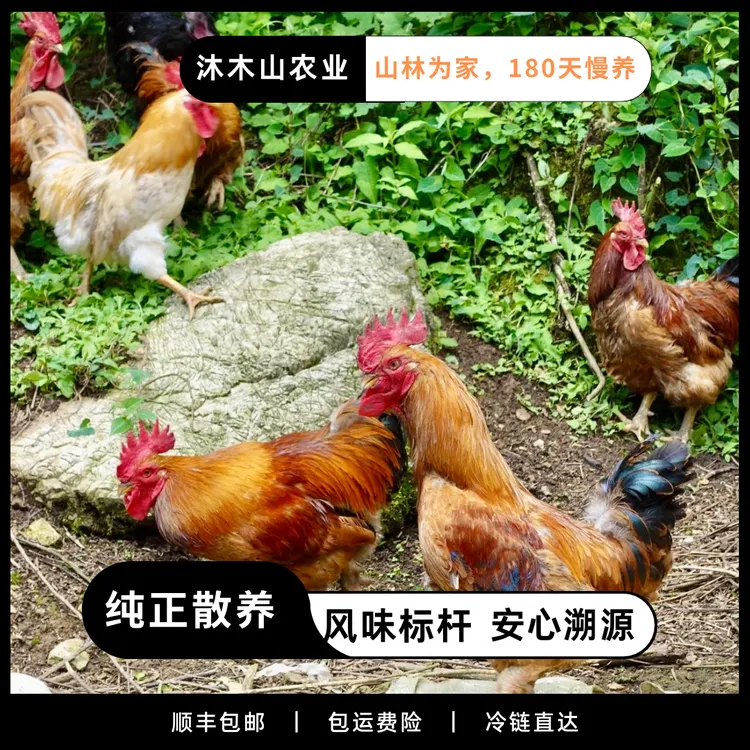 【顺丰包邮冷链直发】生态散养882土鸡低脂高蛋白健康跑山鸡