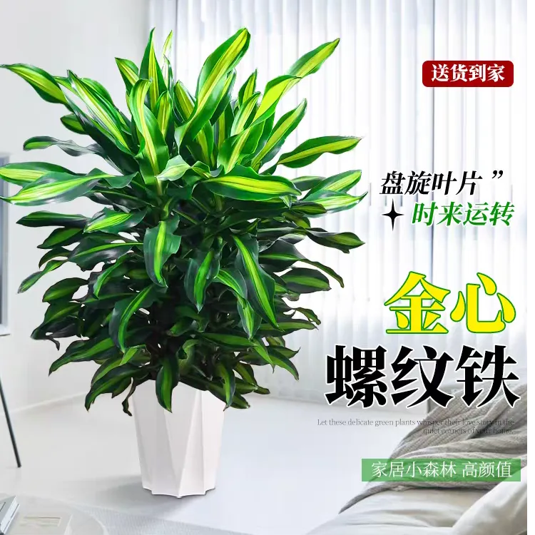 时来运转巨无霸金心螺纹铁高级大型氛围感绿植四季常青室内美人铁