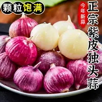 紫皮独头蒜新鲜现挖新晒干蒜香辣饱满可用于调味