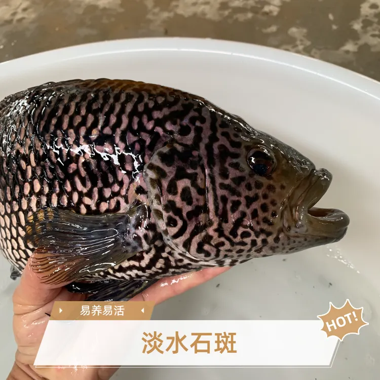  淡水石斑 珍珠斑 花斑鱼 水族观赏活体发货