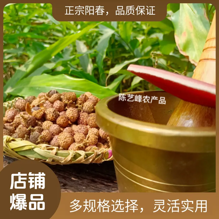 正宗阳春蟠龙春砂仁黄苗仔碳火干果煲汤蒸肉中药养生养胃传统滋补