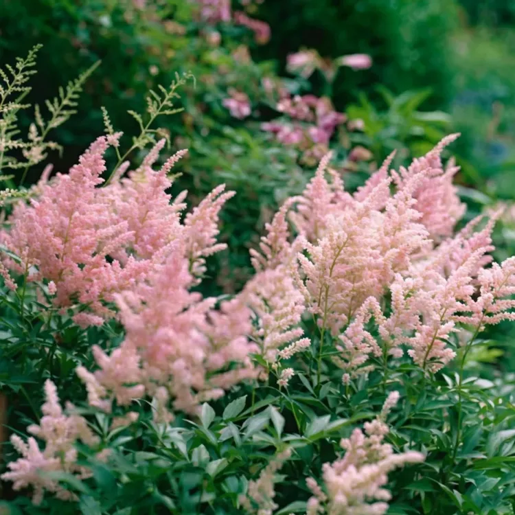 落新妇花卉2年大A苗地栽盆栽花庭院阳台花园耐阴耐寒植物基地直发