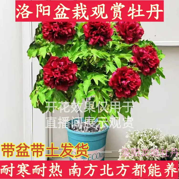 【盆栽牡丹】国花牡丹4年4-6枝条带花芽耐寒耐冻阳台客厅办公室可养
