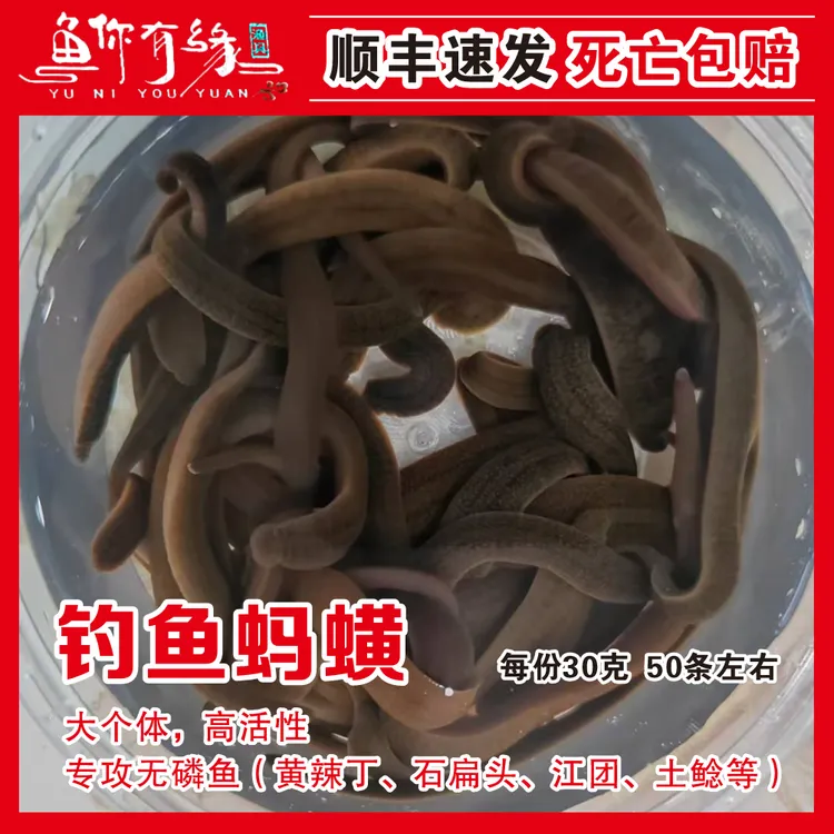 钓鱼用活体蚂蟥主攻黄辣丁江团石扁头土鲶高活性顺丰发货