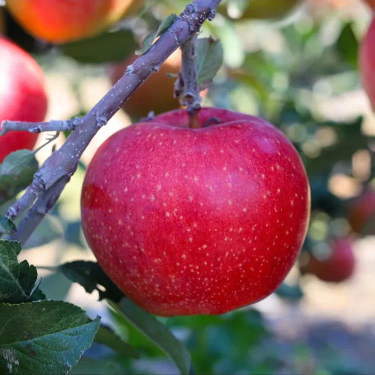 【顺丰快递】于胖子 山东烟台爱香妃苹果4.5斤