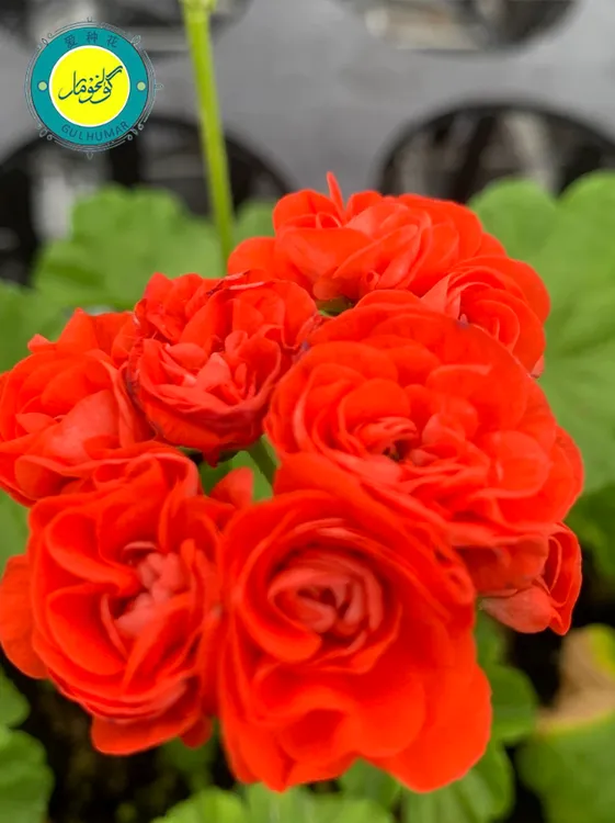 橙色建天竺葵进口种子10粒ئىمپورتقۇغۇنگۈل10دانچەئۇرۇق花卉