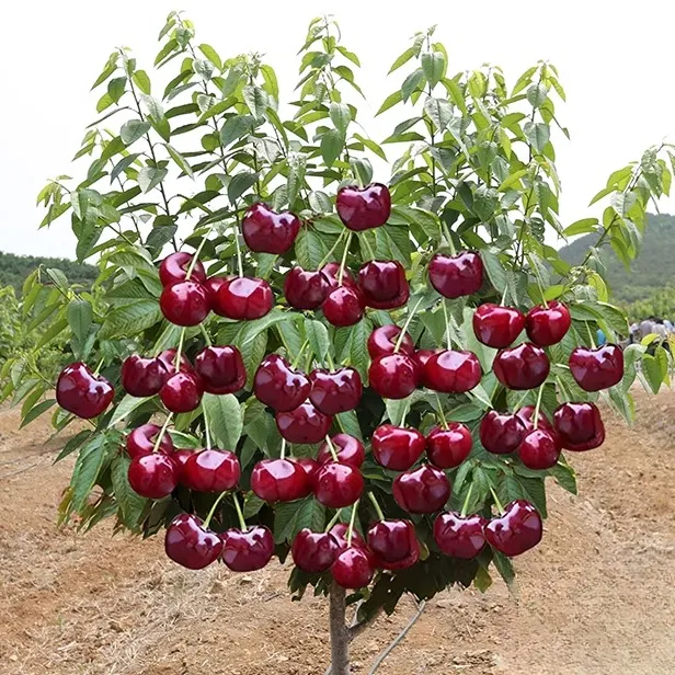 车厘子树苗樱桃树苗南方北方种植盆栽庭院果树矮化樱桃树大樱桃苗