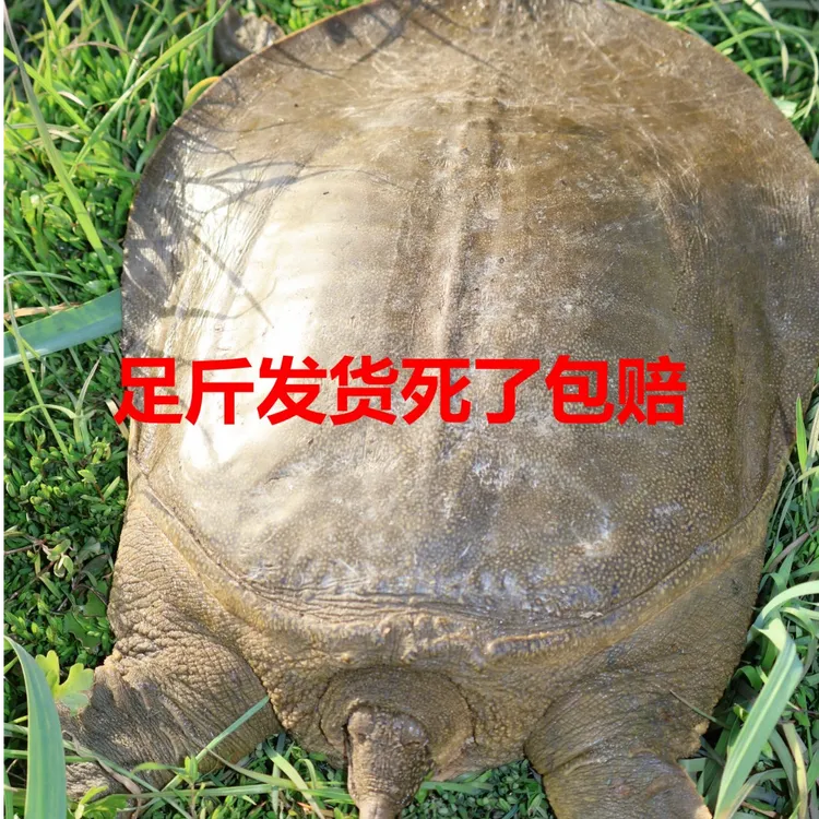 外塘散养甲鱼青黄背一物一拍直播间【路损1~2属于正常】