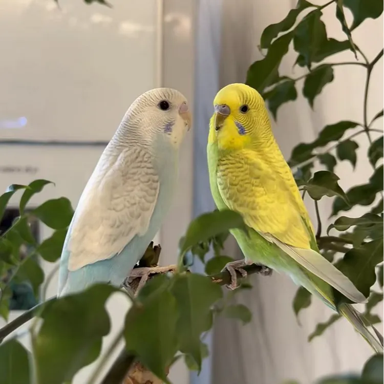 虎皮鹦鹉观赏小鸟活物可学说话手养宠物鸟【偏远地区不发货】