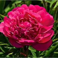 【红富士】芍药裸根带芽发货-重瓣-包对版-