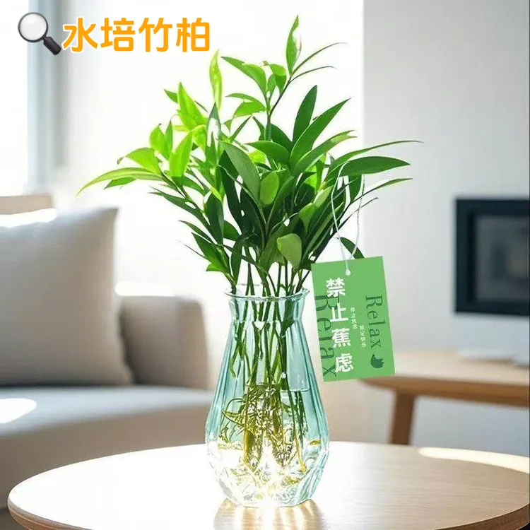 水培竹柏水养植物盆栽绿植水培土培植物客厅阳台室内四季常青植物商品图