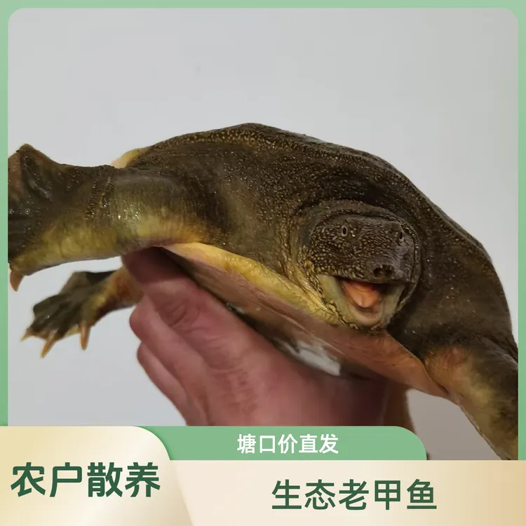 三只装【外塘公甲鱼】鲜活外塘散养生态公生态甲鱼甲鱼