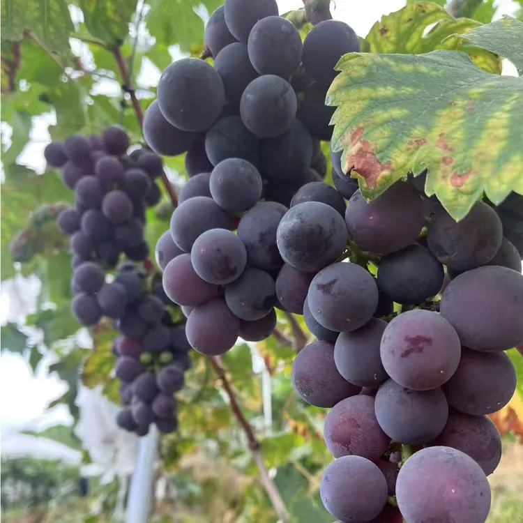 【顺丰包邮】湖南湘西泸溪高山巨峰葡萄产地直发鲜甜多汁自然成熟