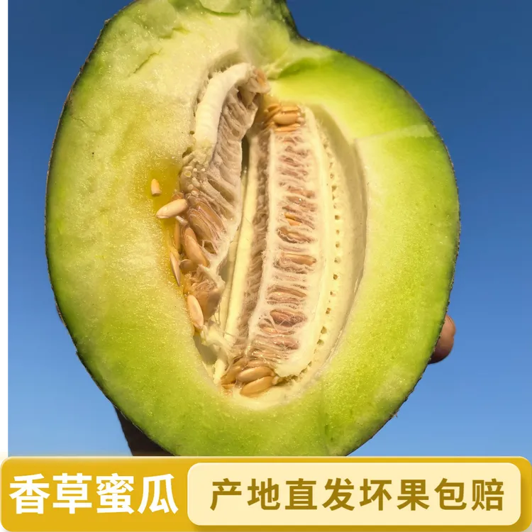 【新疆发货】绿肉香草蜜瓜哈密瓜不上火甜度高产地直发