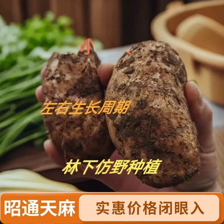 正宗昭通小草坝天麻三年成熟煲汤吃热卖【容易坏】