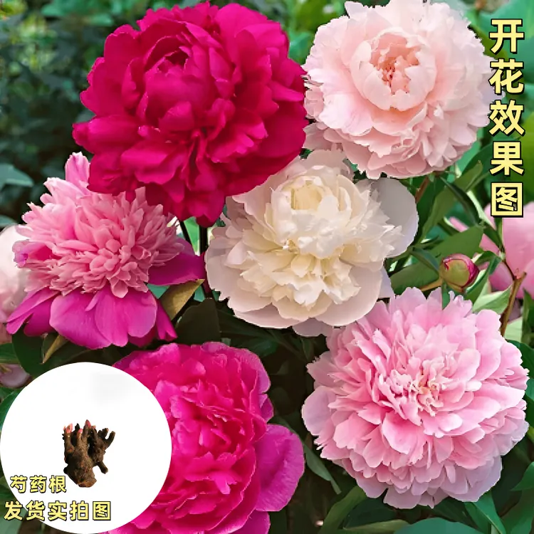 芍药根重瓣芍药花苗种根花卉盆栽浓香芍药花庭院阳台种植