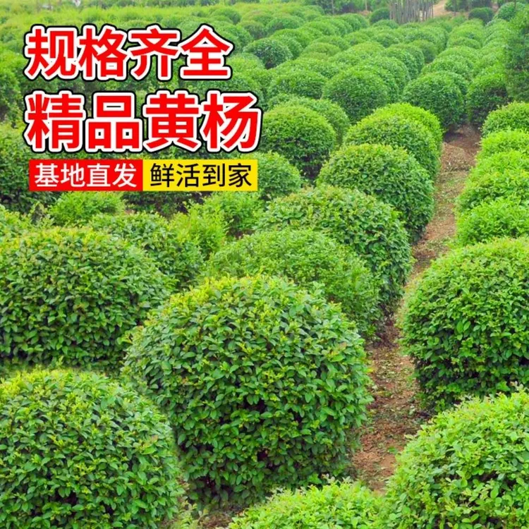 小叶瓜子黄杨树苗黄杨球冬青北海道绿篱植物四季常青园林绿化小苗