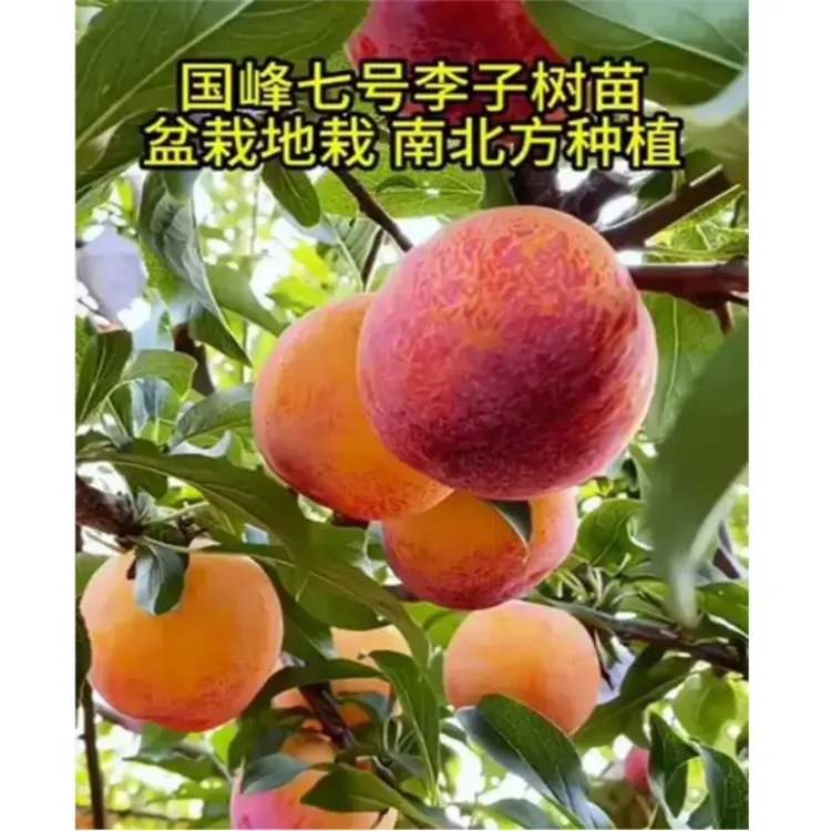 嫁接国峰7号李子树苗脱骨青脆李子树苗三华李子树苗早熟地栽盆栽
