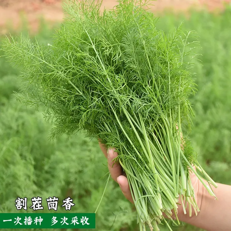 割茬茴香种子四季蔬菜播种简单耐寒割茬小茴香种子播种回香籽