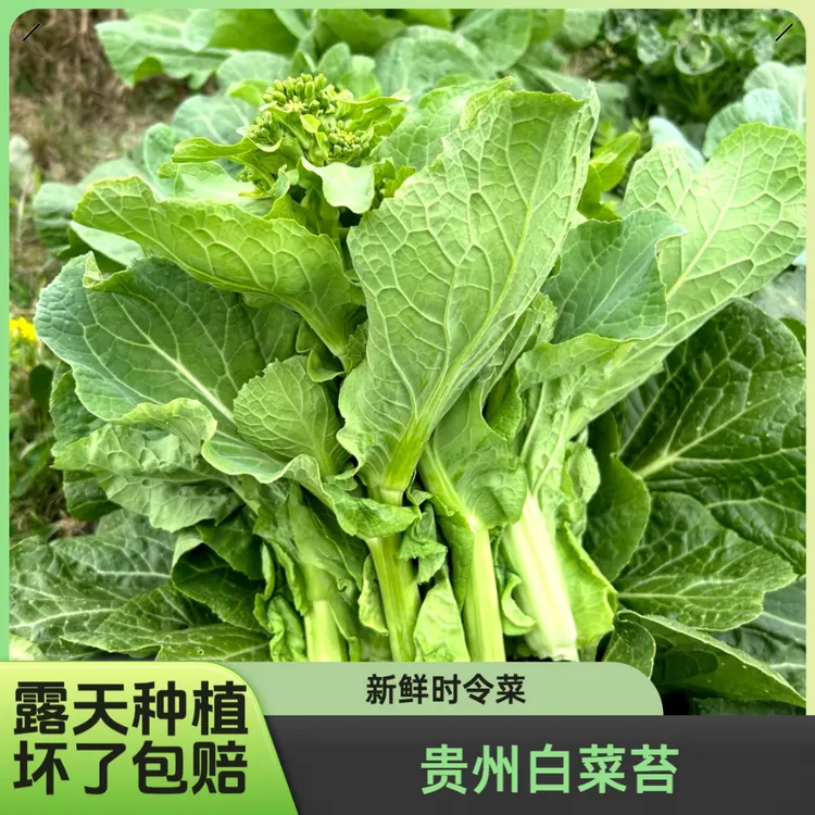 2025时令蔬菜贵州本地白菜苔菜心现摘现发早上摘下午发泡沫箱加冰