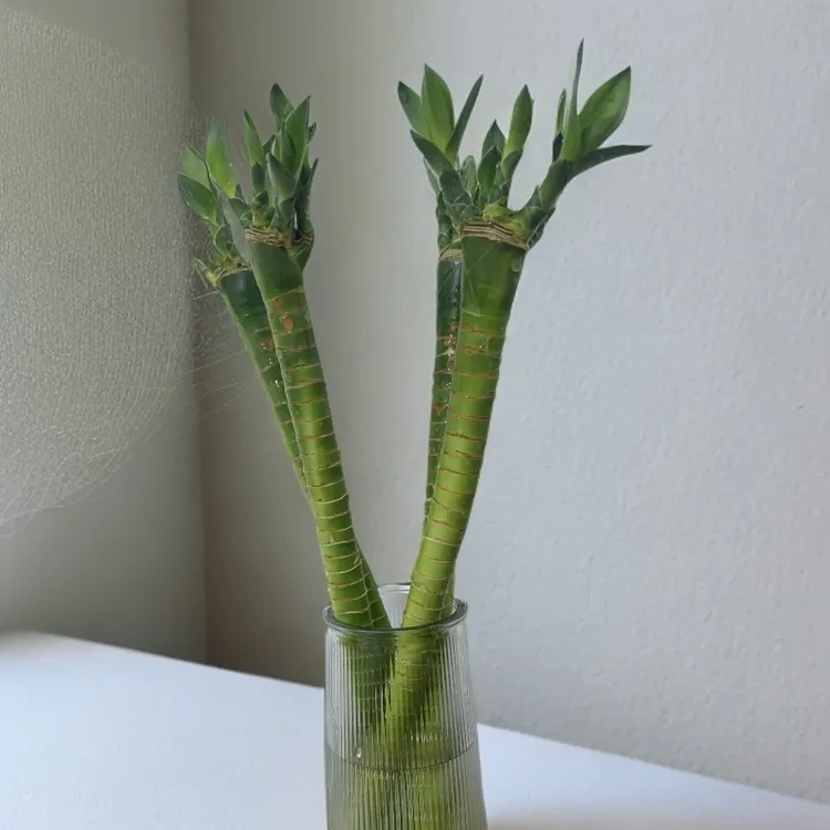 文昌竹龙竹绿植带根水养富贵转运竹节节高水培室内客厅植物