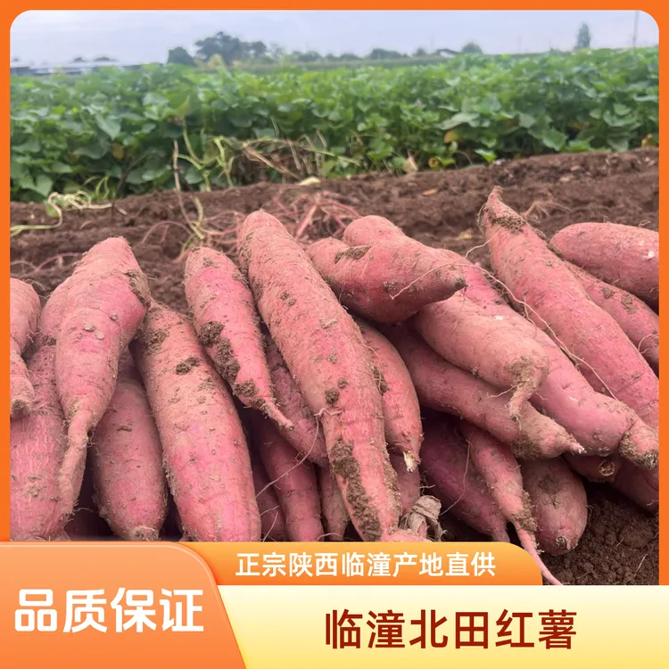 正宗陕西临潼北田板栗红薯秦薯五号干面甜净重4.5斤