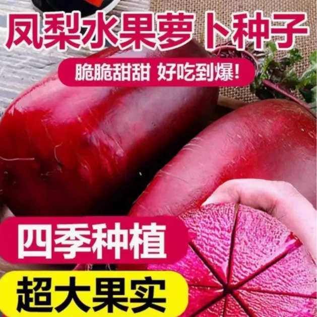 凤梨水果萝卜种子水果萝卜种籽阳台庭院种植紫色红心脆甜沙窝萝卜