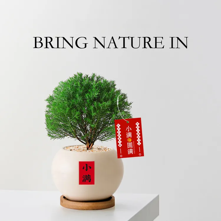 雾松盆栽植物室内办公室桌面雾凇工位小绿植摆件四季好养花卉
