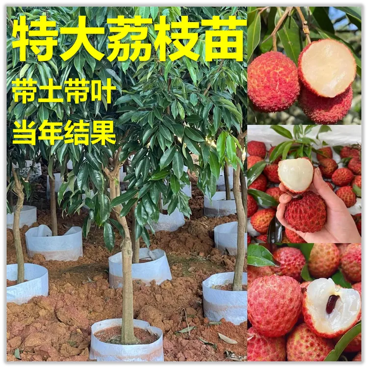 荔枝果树苗正宗无核荔枝桂味荔枝先进奉盆栽地栽南北方种植嫁接苗