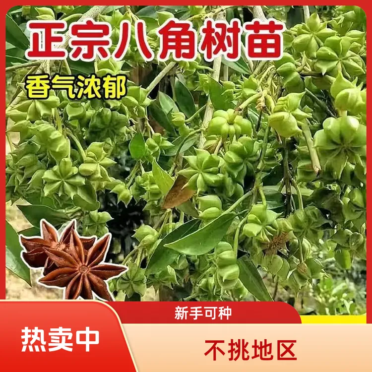 正品八角嫁接苗矮化古龙大红罗马无刺带土带叶大料八角当年结果