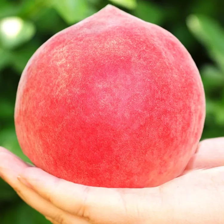 春雪水蜜桃直播间福利专享链接