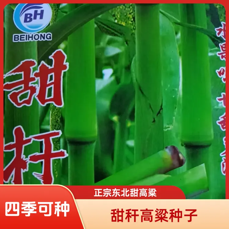 【甜秆高粱种子】正宗东北甜高梁甜芦粟种子绿皮四季水果种子
