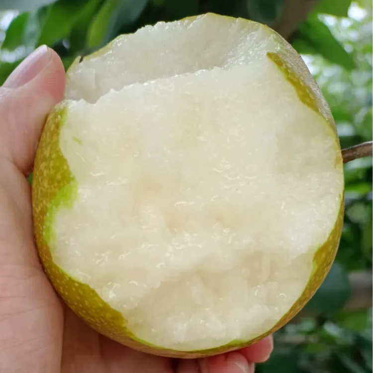 奉贤庄行蜜梨上市