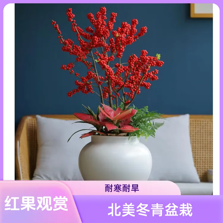 北美冬青树苗年宵观果红果花卉室内外耐寒耐热绿植盆栽