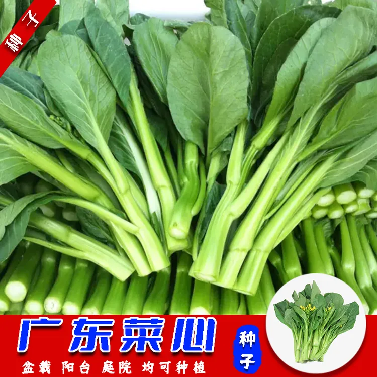 广东四九菜心种子阳台盆栽可种植青菜春秋冬四季抗病种孑lz