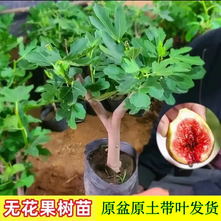 无花果树苗特大果波姬红芭劳奈树苗原盆原土带叶发货南方北方种植