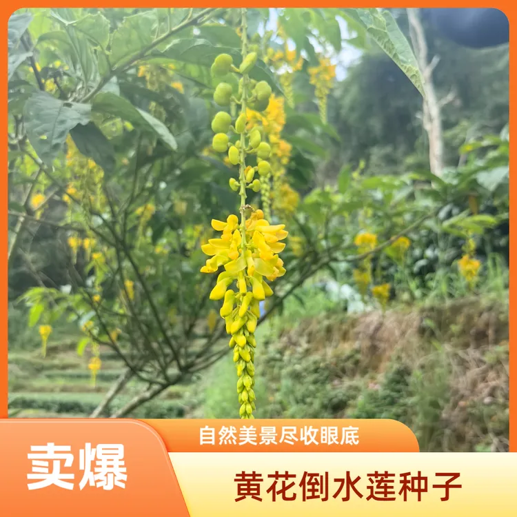 倒吊黄 黄花倒水莲苗去壳 黄花远志 观音串 观赏与药用兼备