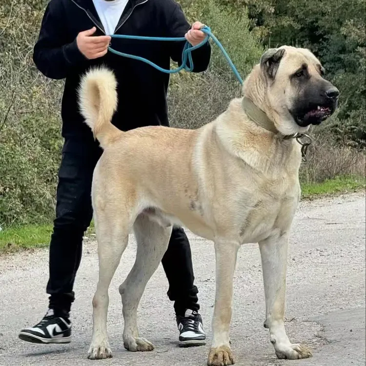 小陈家的土耳其坎高犬