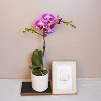 朝暮里蝴蝶兰（富贵鸟3.0寸）全花开花珠发货