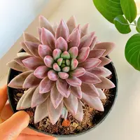 车厘子 单头起 多肉植物【多肉满15包邮】脱土发 新手好养  红色