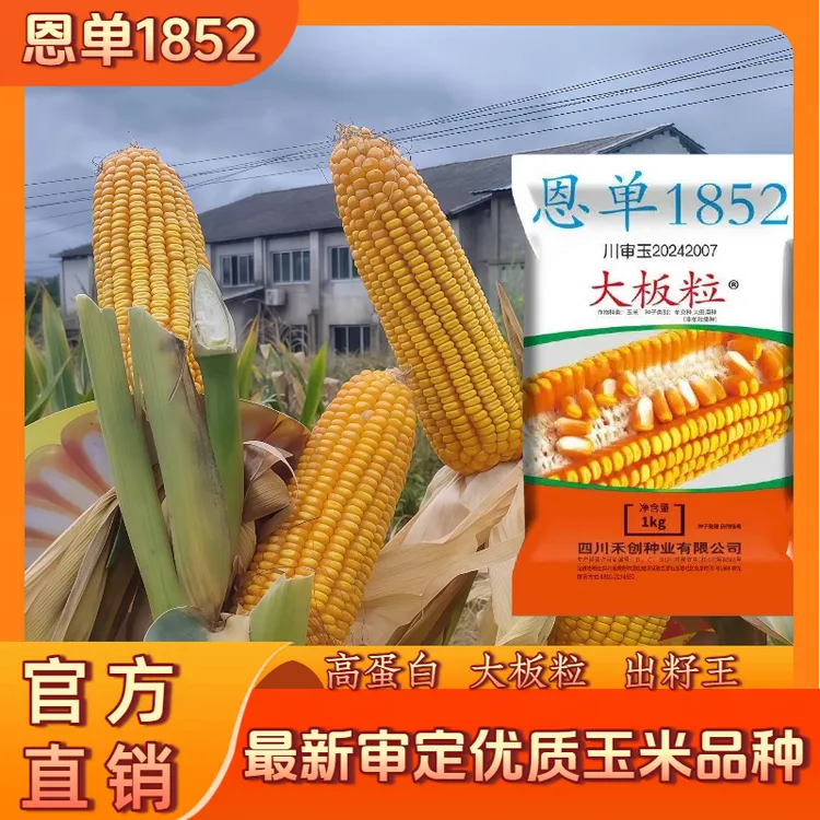 恩单1852  高蛋白大板粒优质玉米品种